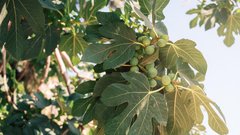 To drevo se splača imeti na vrtu: njegovi listi so zakladnica zdravja, tako jih lahko izkoristite