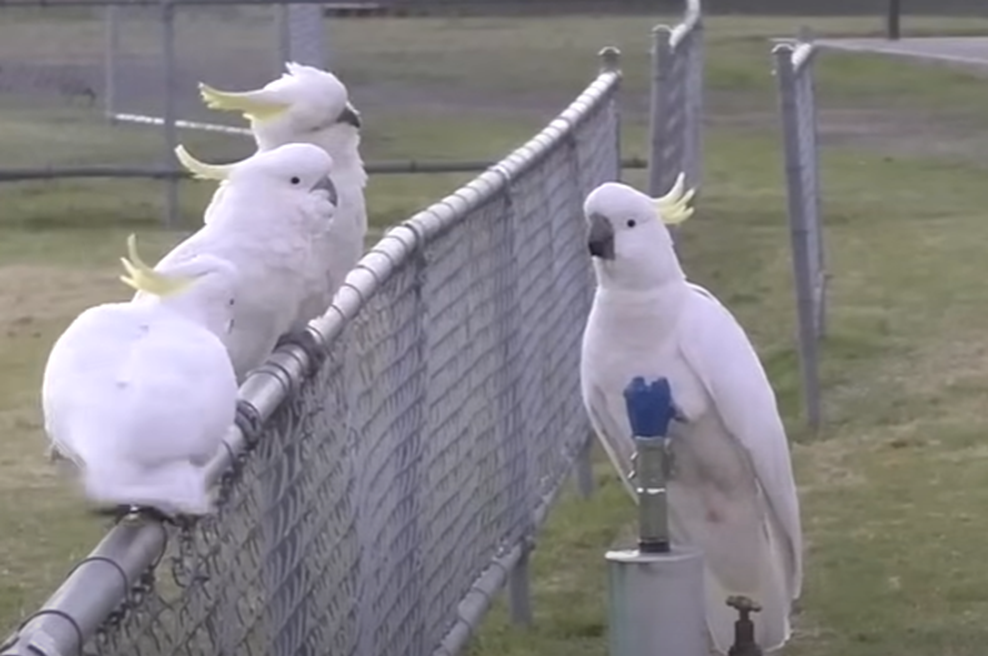 Posnetek, nad katerim so navdušeni tudi znanstveniki: pametne ptice so storile nekaj, kar ni pričakoval nihče (VIDEO) (foto: YouTube/Guardian Australia/posnetek zaslona)