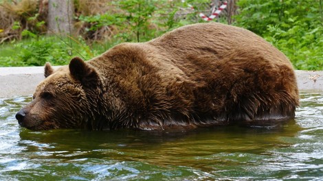 Ganljivi prizori: rešeni slovenski medved Felix uživa kot še nikoli (FOTO)