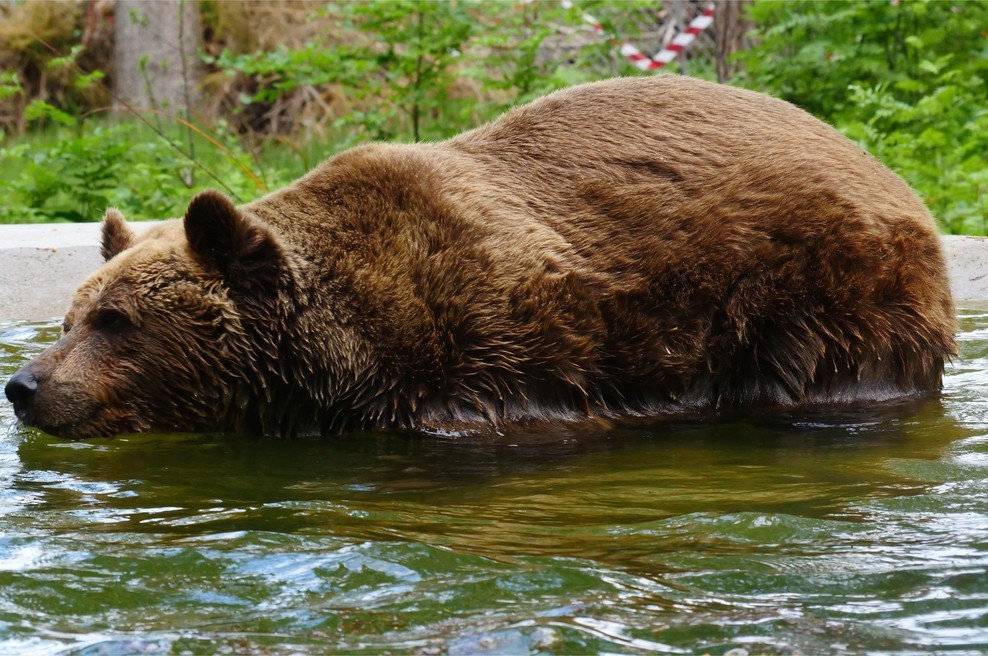 Ganljivi prizori: rešeni slovenski medved Felix uživa kot še nikoli (FOTO) (foto: Facebook/AniMa - Animals Matter)