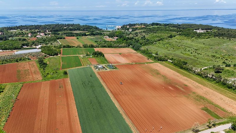 Paradižnik, ki mu zaupajo mame: Podravkina passata s hrvaških polj