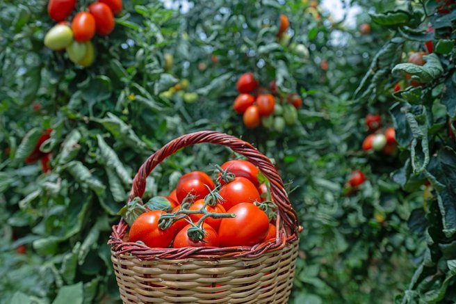 Paradižnik, ki mu zaupajo mame: Podravkina passata s hrvaških polj