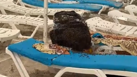 morje plaža voda dopust turizem kosilo čebele Ukrajina