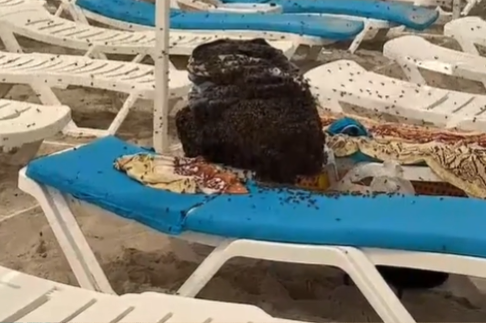 Družina si je na plažo prinesla tudi kosilo: ko so se vrnili iz vode, doživeli pravo nočno moro (VIDEO) (foto: TikTok/posnetek zaslona)