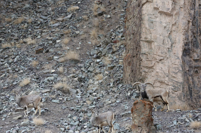 Na tej fotografiji se skriva snežni leopard: skoraj nihče ga ne najde (FOTO)