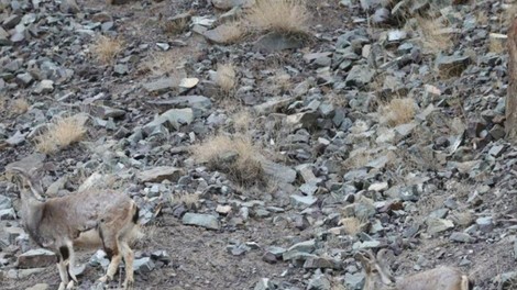Na tej fotografiji se skriva snežni leopard: skoraj nihče ga ne najde (FOTO)