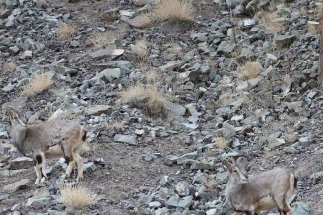 Na tej fotografiji se skriva snežni leopard: skoraj nihče ga ne najde (FOTO)
