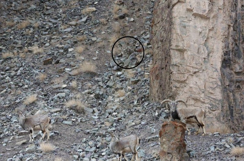 Na tej fotografiji se skriva snežni leopard: skoraj nihče ga ne najde (FOTO)