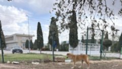 Aneja Kramer blaž Kramer Turčija psi pomoč