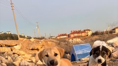 Aneja Kramer blaž Kramer Turčija psi pomoč