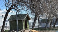 Aneja Kramer blaž Kramer Turčija psi pomoč