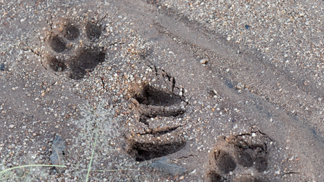 leopard, stopinje