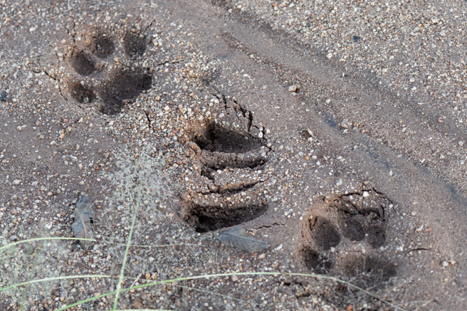 leopard, stopinje
