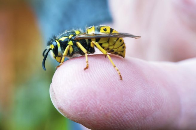 osa sršen čebela pik pomoč nasvet trik