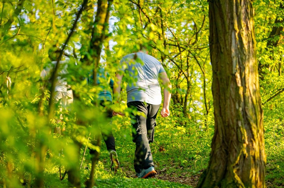 Gozd (foto: Profimedia)