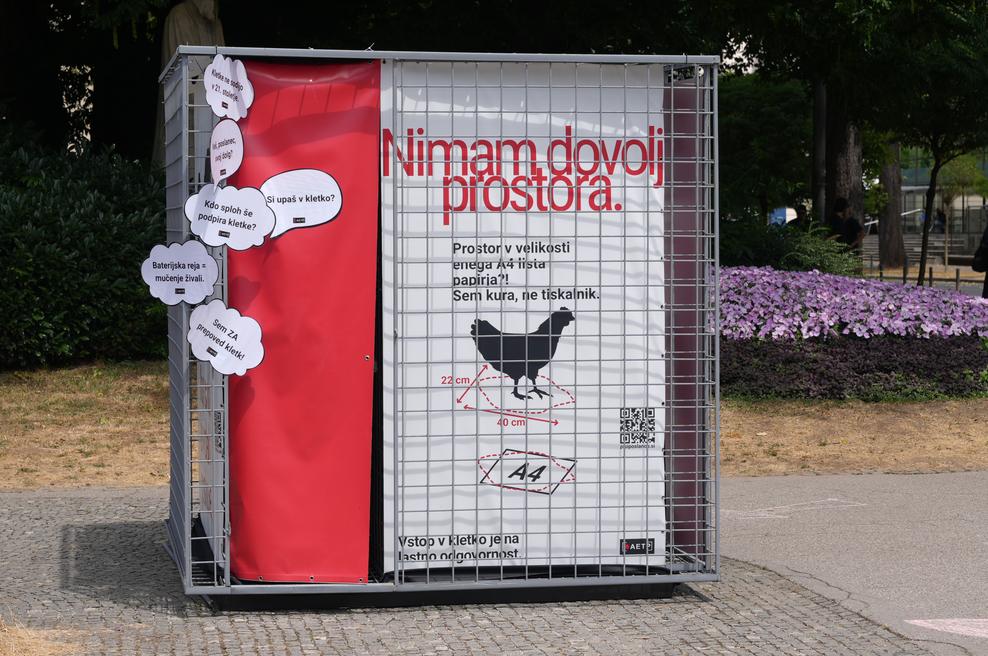 Izkustvena kletka: trpljenje, ki ga doživljajo kokoši, lahko zdaj izkusite na svoji koži (foto: Društvo AETP)