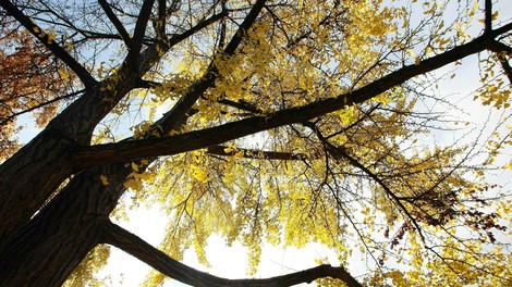 drevo ginko