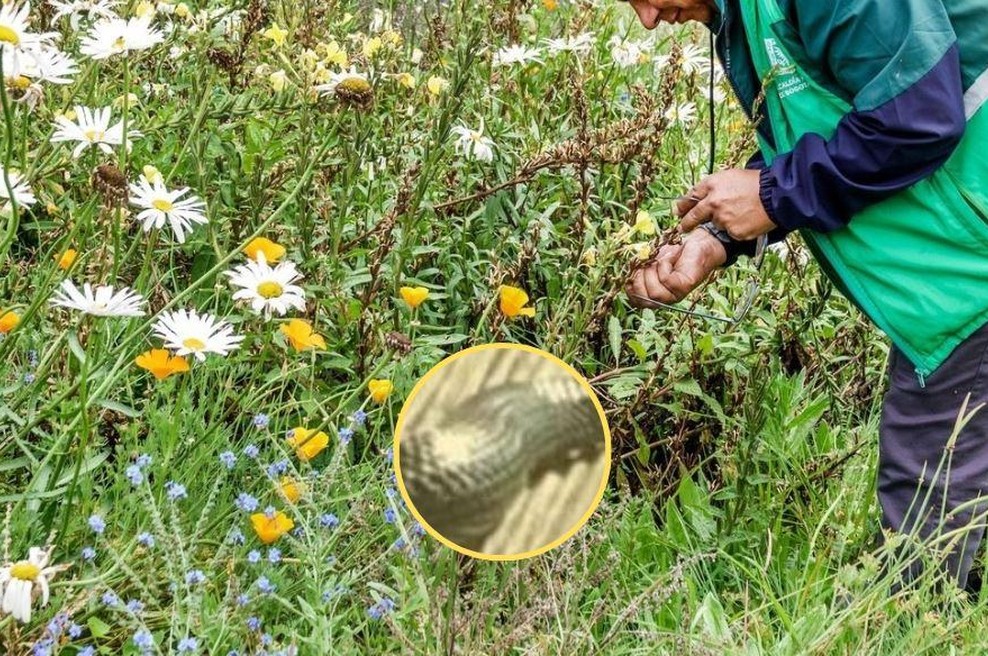 Turist v Sloveniji otrpnil od strahu: "Kaj je to za ena kača?!" V popotniški skupnosti je takoj završalo ... (foto: Profimedia/Facebook/fotomontaža)