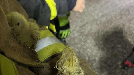 Požar na piščančji farmi: živali poginile, nastala ogromna škoda (FOTO)