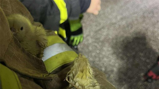 Požar na piščančji farmi: živali poginile, nastala ogromna škoda (FOTO)