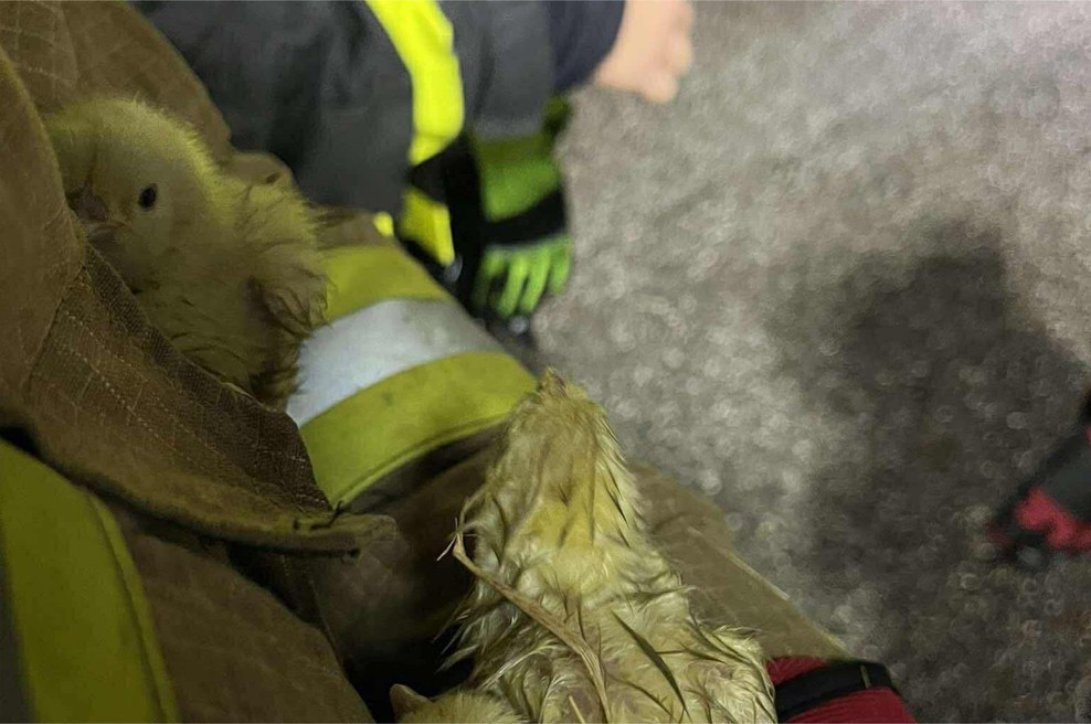 Požar na piščančji farmi: živali poginile, nastala ogromna škoda (FOTO) (foto: Facebook/PGD Lovrenc na Dravskem polju)
