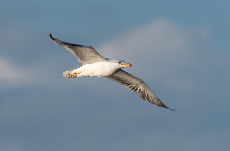galeb