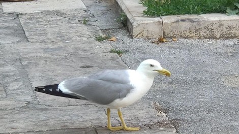 galeb živali