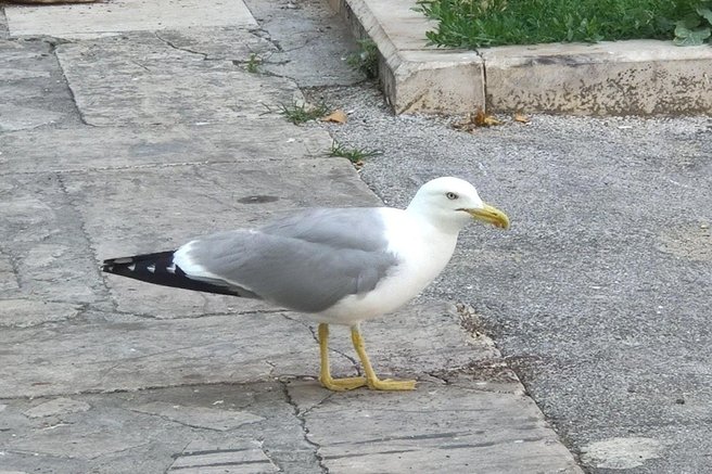 galeb živali