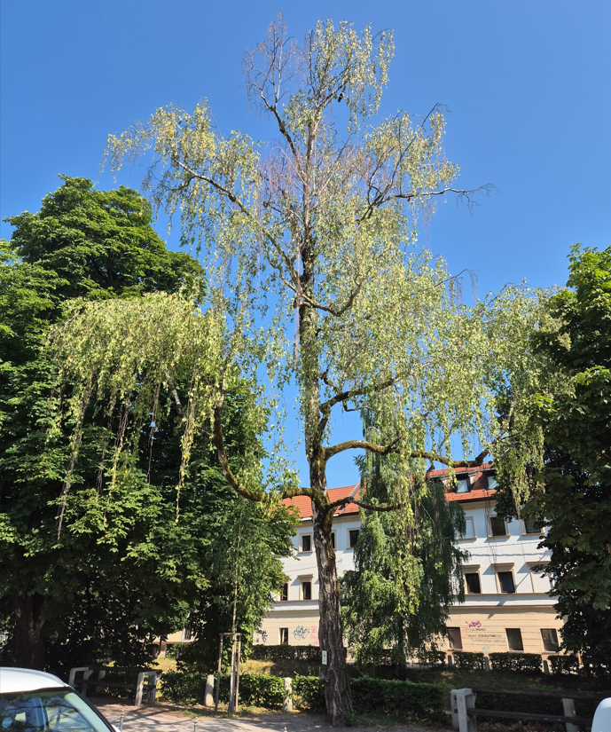 drevesi, Ljubljana