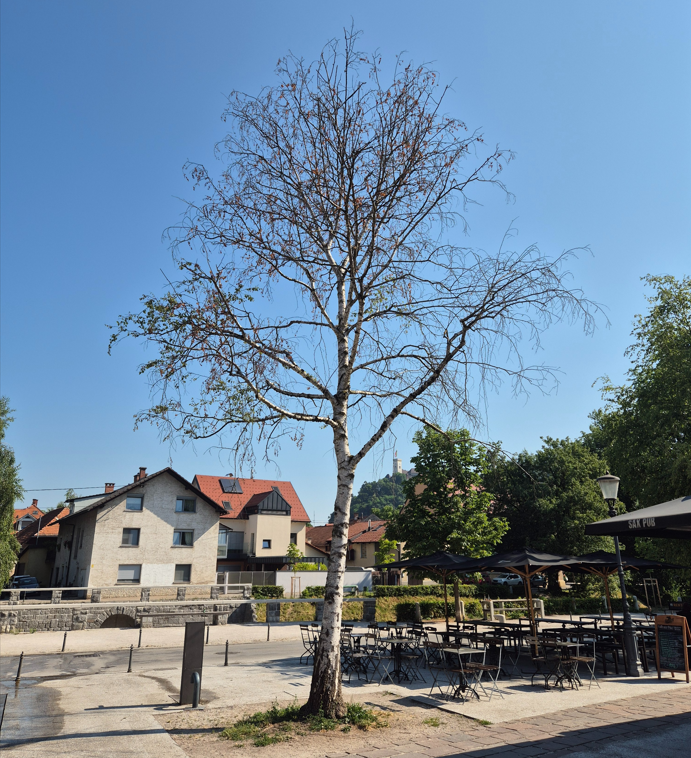 drevesi, Ljubljana