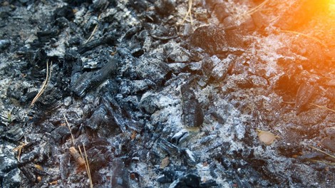 pepel znanost odkritje znanstveniki neznana žival boginja ptič