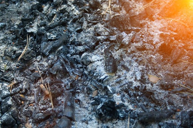pepel znanost odkritje znanstveniki neznana žival boginja ptič