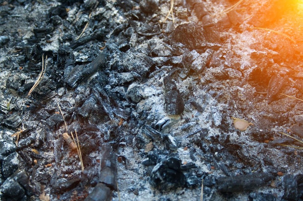 Znanstveniki brskali po pepelu in ostali brez besed: odkrili ostanke doslej neznane živali! (foto: Profimedia)