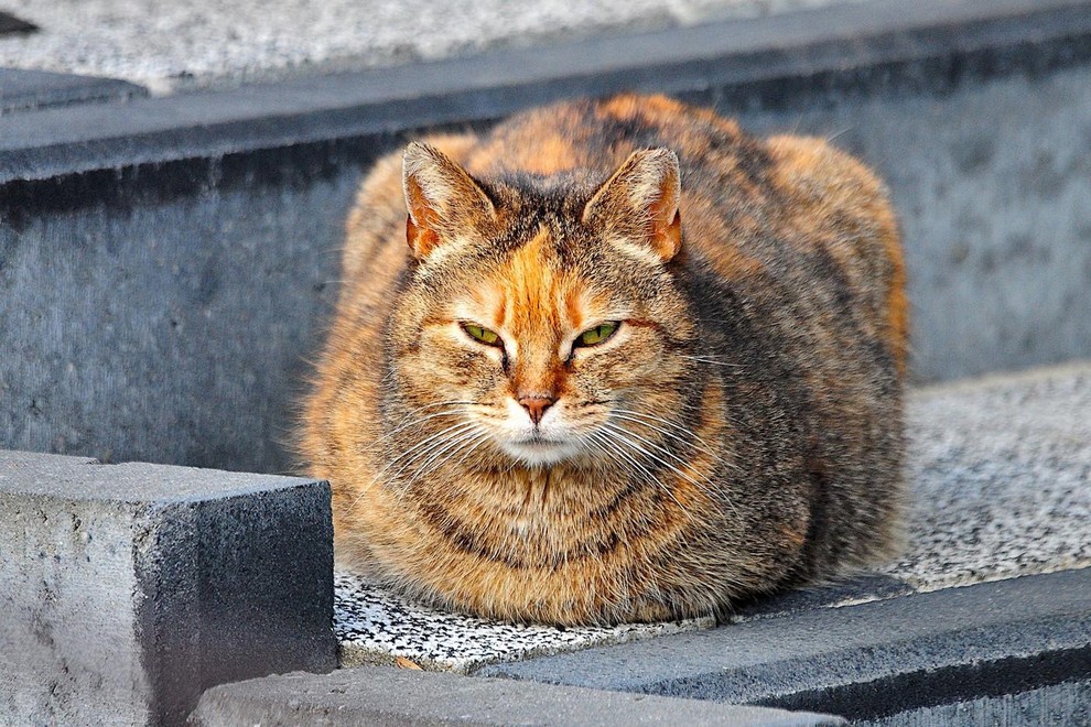 IZZIVI SPANJA Z MAČKO 1. Moten spanec: Mačke so nočna bitja in so lahko ponoči zelo aktivne, kar lahko povzroči …