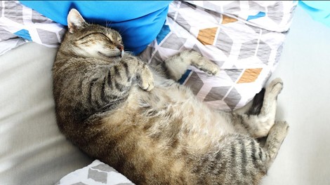 Mačka žival debelost