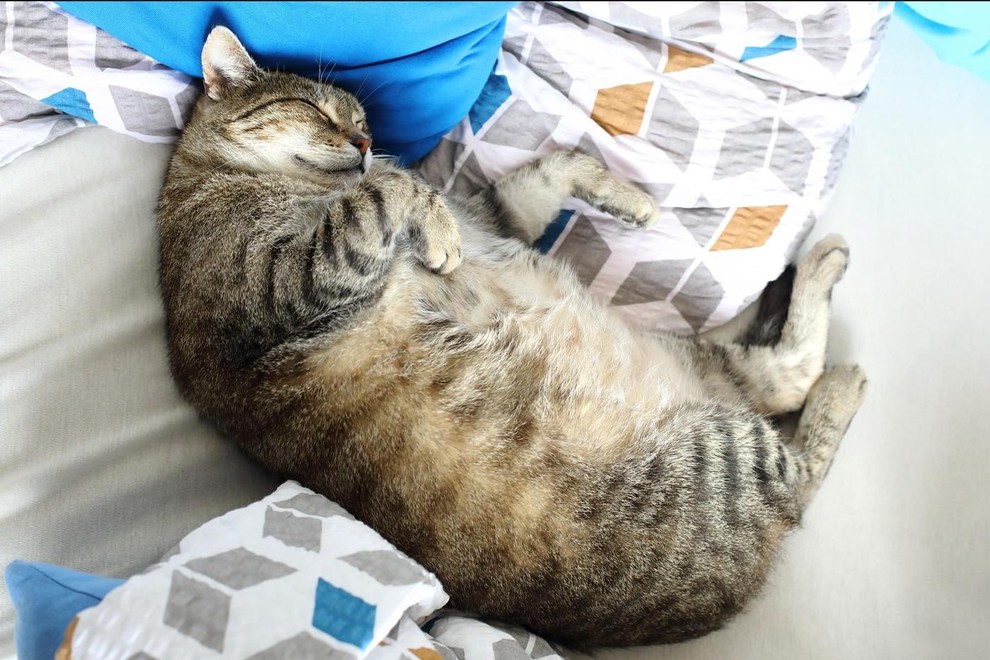 Številni lastniki mačk, ki so opazili, da se njihovi ljubljenčki ponoči radi crkljajo z njimi, se sprašujejo, kaj se zgodi, …