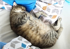 To se zgodi, če mačka spi v vaši postelji