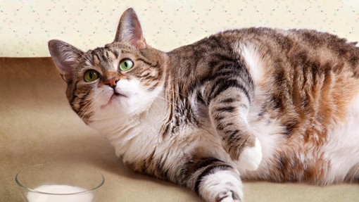 Vse več veterinarjev opozarja: če želimo svojim kosmatim prijateljem omogočiti dolgo življenje, je zdaj čas za ukrepanje