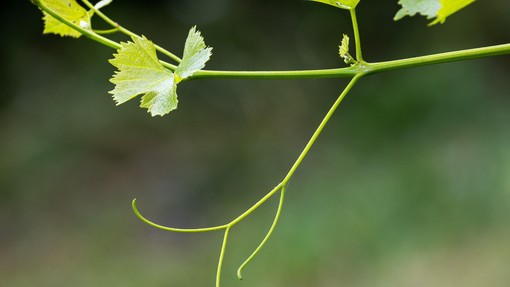 Ideja za vikend: Podzemna vinska eleganca, ki vas bo presenetila