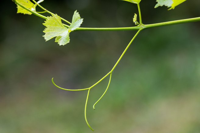 Ideja za vikend: Podzemna vinska eleganca, ki vas bo presenetila