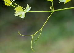 Ideja za vikend: Podzemna vinska eleganca, ki vas bo presenetila