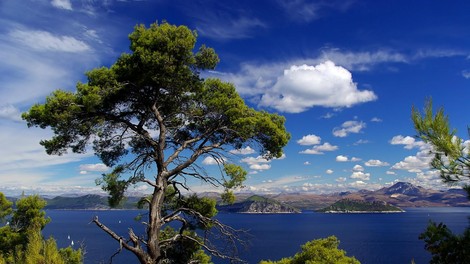 mljet