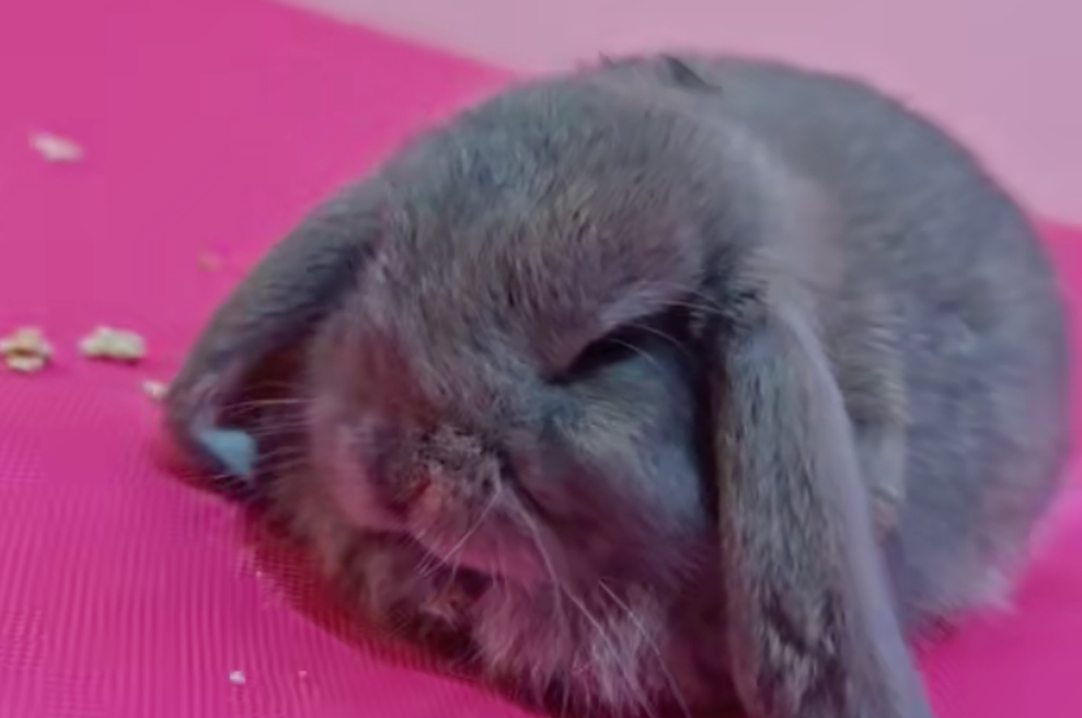 V naši bližini se je odprl prav poseben lokal, kjer lahko spoznate in ljubkujete puhaste zajčke (foto: TikTok/mikataaleksandra/posnetek zaslona)