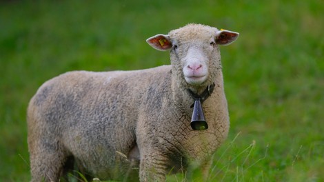 Nenavadni pogini živali – veterinarji razkrivajo zaskrbljujoče podatke