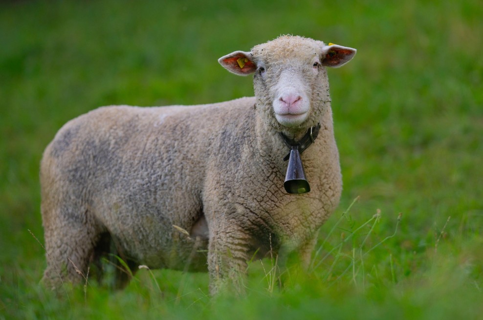 Nenavadni pogini živali – veterinarji razkrivajo zaskrbljujoče podatke (foto: Profimedia)