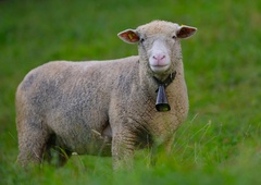 Nenavadni pogini živali – veterinarji razkrivajo zaskrbljujoče podatke