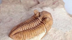 trilobit zgodovina arheologija 2000 let odkritje fosil
