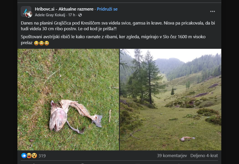 riba, planina