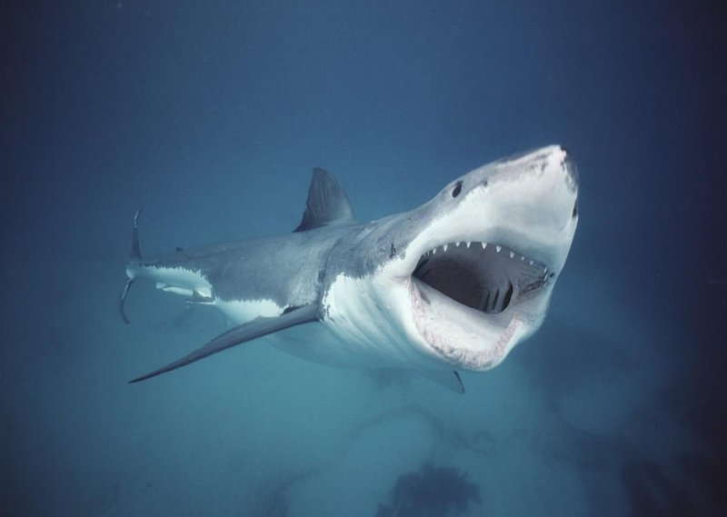 beli morski pes ujetništvo akvarij morje živali