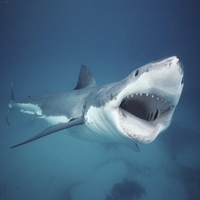 beli morski pes ujetništvo akvarij morje živali